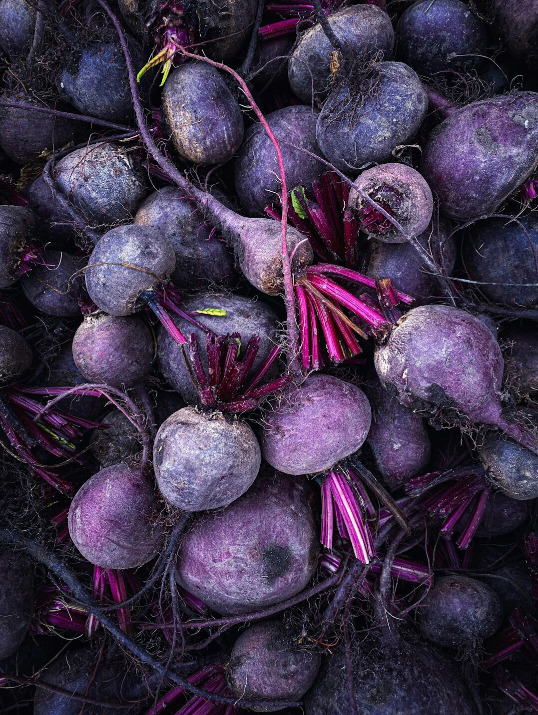 autumn vegetables harvest